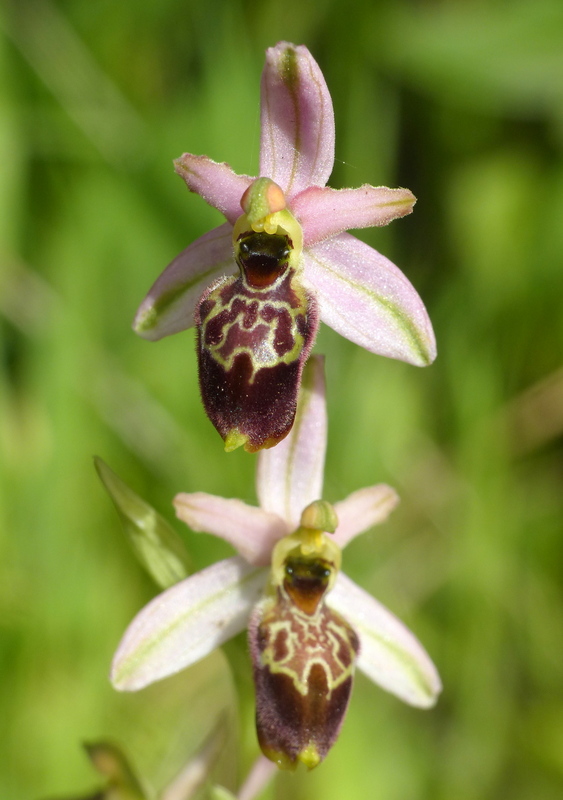 Ophrys montis-leonis sulla costa tirrenica laziale e sugli Aurunci  marzo 2024